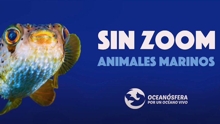 Sin Zoom, animales marinos